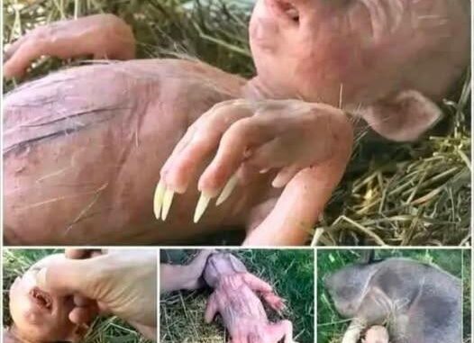 A baby is born half pig, half human, and manages to survive... See more