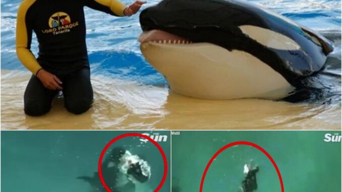 DEATH IN THE POOL Killer Whale Suddenly Snaps – Trainer’s Last Moments Will Haunt You!