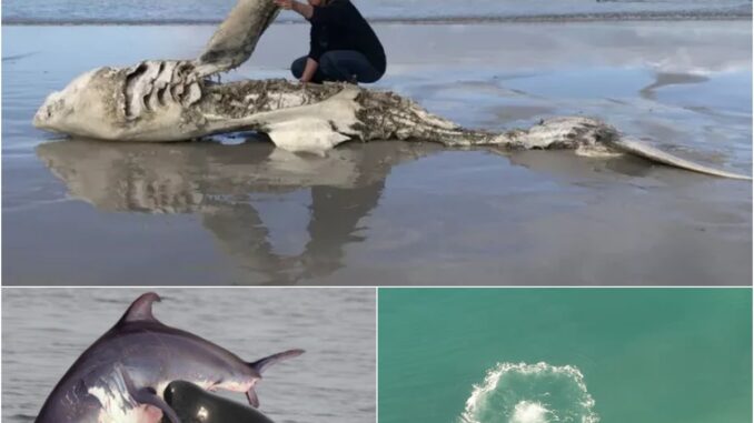 KILLER WHALE MAFIA EXPOSED The Brutal Hunting Tactics That Terrify Even Great White Sharks!