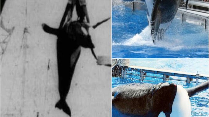 Shocking Story The ‘Guilty’ Orca, Held In Solitary Confinement For 10 Years After Killing A Person And Dying At A Very Young Age, Serves As A Stark Warning About Marine Animal Captivity
