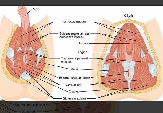 The perineum refers to the area between the vagina opening and the anus… See more👇👇👇