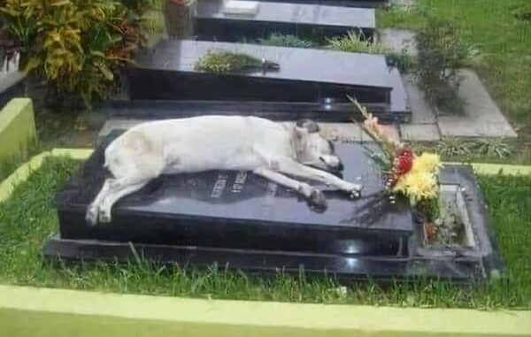 For 6 years, a dog named Capitan slept in the grave of his owner every night.