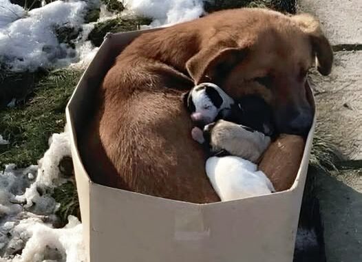 I found them outside, in the cold. Just a simple cardboard box placed on the edge of the sidewalk, half-covered in melting snow. I was passing by by chance — or maybe it wasn’t chance at all.