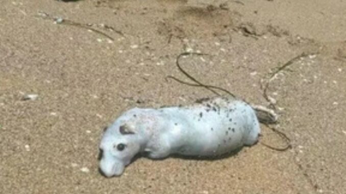 Not Sharks! Cat-Sized Creatures Invade Beach – Tourists Scream in Terror!